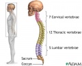 Skeletal-spine.jpg